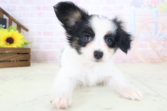 広島県のパピヨン (Coo&RIKU広島中央店/2026年4月10日生まれ/女の子/トライカラー)の子犬