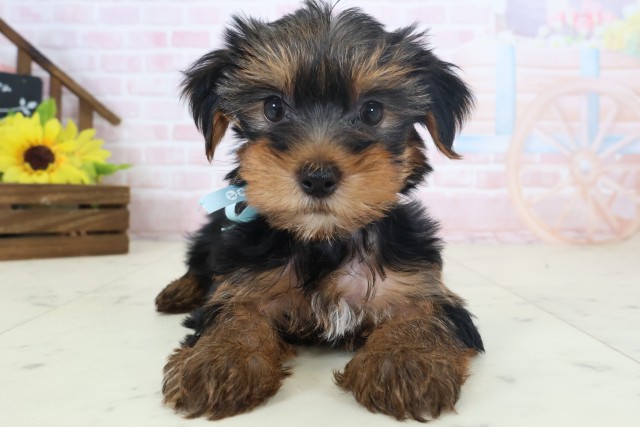 北海道のヨークシャーテリア (Coo&RIKU旭川店/2026年4月11日生まれ/男の子/スチールブルータン)の子犬の1枚目の画像