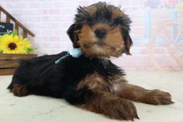 北海道のヨークシャーテリア (Coo&RIKU旭川店/2026年4月11日生まれ/男の子/スチールブルータン)の子犬の2枚目の画像