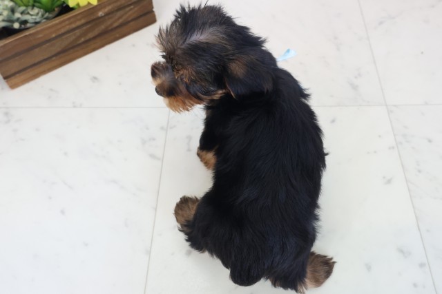 北海道のヨークシャーテリア (Coo&RIKU旭川店/2026年4月11日生まれ/男の子/スチールブルータン)の子犬の4枚目の画像