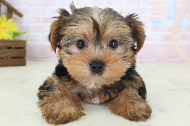 東京都のヨークシャーテリア (Coo&RIKU福生店/2026年4月11日生まれ/女の子/スチールブルータン)の子犬の1枚目の画像