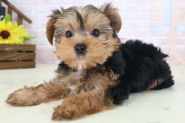 東京都のヨークシャーテリア (Coo&RIKU福生店/2026年4月11日生まれ/女の子/スチールブルータン)の子犬の3枚目の画像