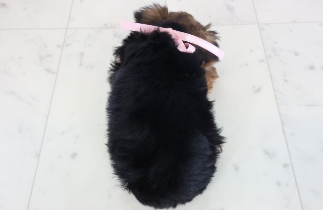 東京都のヨークシャーテリア (Coo&RIKU福生店/2026年4月11日生まれ/女の子/スチールブルータン)の子犬の4枚目の画像