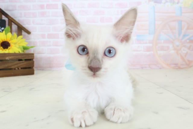 愛媛県のトンキニーズ (Coo&RIKU愛媛松山店/2026年4月9日生まれ/男の子/ブルーポイント)の子猫の1枚目の画像