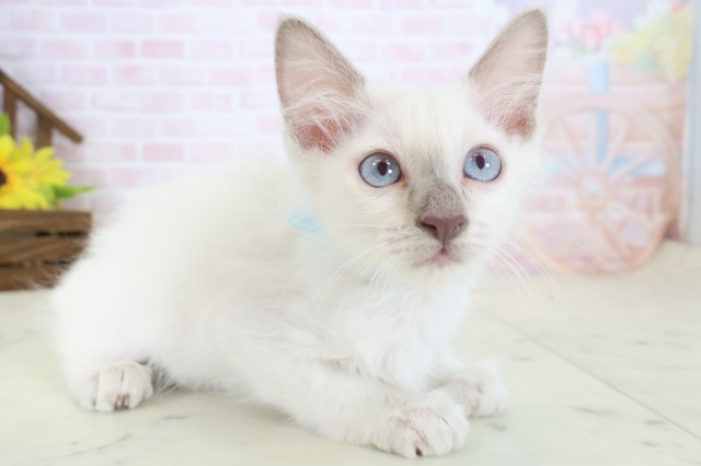 愛媛県のトンキニーズ (Coo&RIKU愛媛松山店/2026年4月9日生まれ/男の子/ブルーポイント)の子猫の2枚目の画像