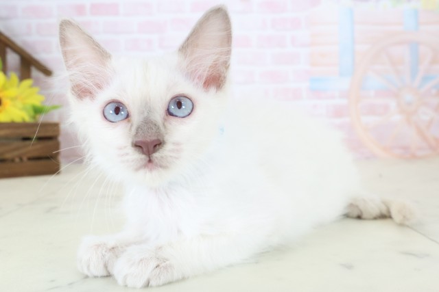 愛媛県のトンキニーズ (Coo&RIKU愛媛松山店/2026年4月9日生まれ/男の子/ブルーポイント)の子猫の3枚目の画像