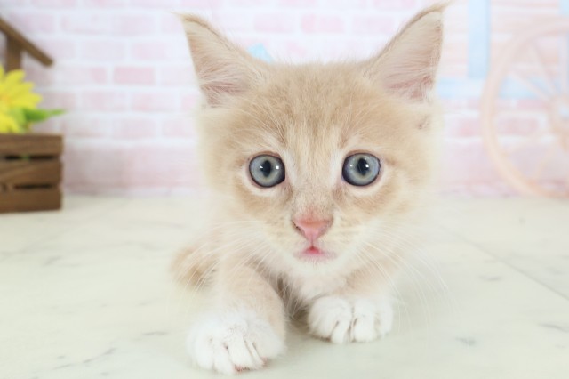 熊本県のメインクーン (Coo&RIKU熊本店/2026年4月12日生まれ/男の子/クリームタビーホワイト)の子猫の1枚目の画像