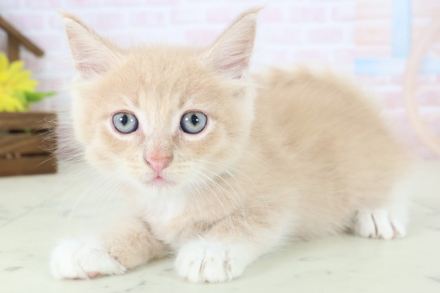熊本県のメインクーン (Coo&RIKU熊本店/2026年4月12日生まれ/男の子/クリームタビーホワイト)の子猫の3枚目の画像