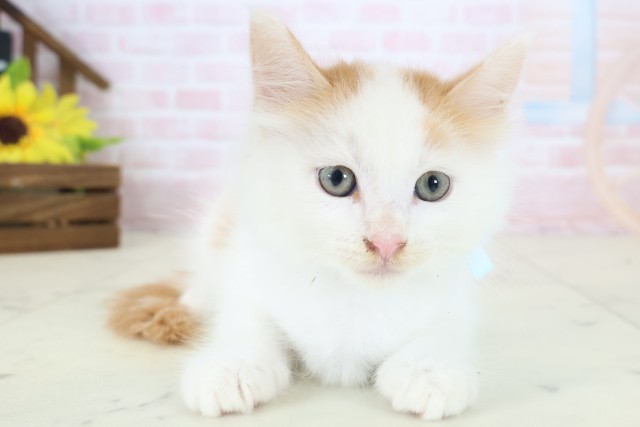福岡県のメインクーン (Coo&RIKU筑後店/2026年4月12日生まれ/男の子/レッドタビーホワイト)の子猫の1枚目の画像
