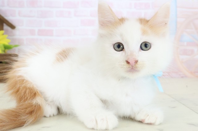 福岡県のメインクーン (Coo&RIKU筑後店/2026年4月12日生まれ/男の子/レッドタビーホワイト)の子猫の2枚目の画像