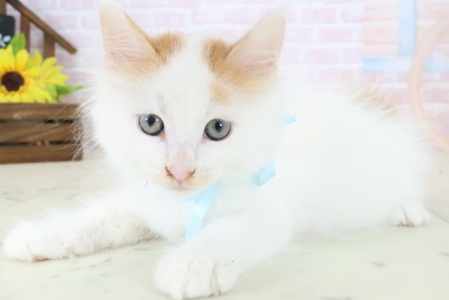 福岡県のメインクーン (Coo&RIKU筑後店/2026年4月12日生まれ/男の子/レッドタビーホワイト)の子猫の3枚目の画像