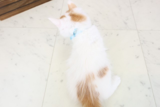 福岡県のメインクーン (Coo&RIKU筑後店/2026年4月12日生まれ/男の子/レッドタビーホワイト)の子猫の4枚目の画像