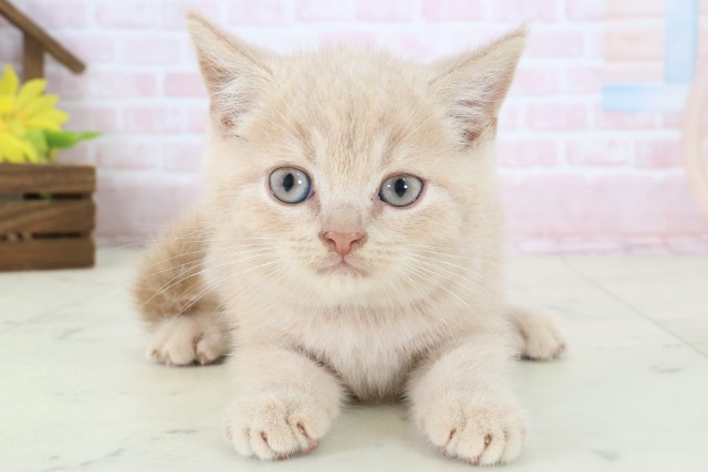 愛媛県のブリティッシュショートヘアー (Coo&RIKU大洲店/2026年4月8日生まれ/男の子/クリーム)の子猫の1枚目の画像
