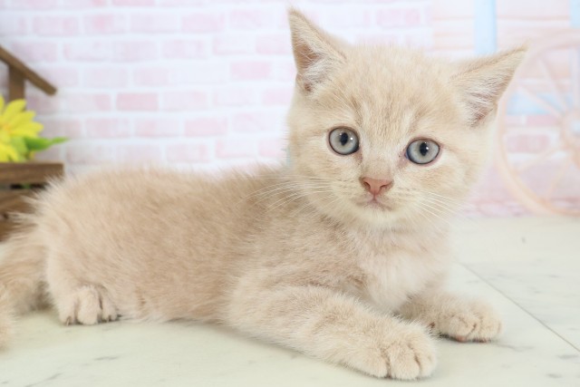 愛媛県のブリティッシュショートヘアー (Coo&RIKU大洲店/2026年4月8日生まれ/男の子/クリーム)の子猫の2枚目の画像
