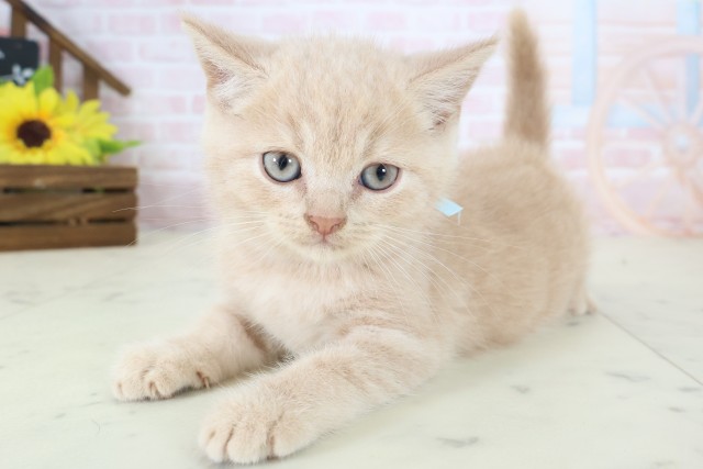 愛媛県のブリティッシュショートヘアー (Coo&RIKU大洲店/2026年4月8日生まれ/男の子/クリーム)の子猫の3枚目の画像