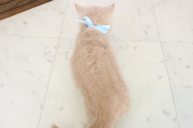 愛媛県のブリティッシュショートヘアー (Coo&RIKU大洲店/2026年4月8日生まれ/男の子/クリーム)の子猫の4枚目の画像