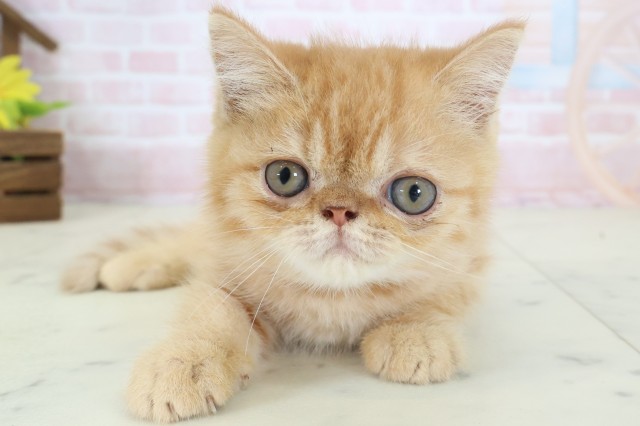 佐賀県のエキゾチック (Coo&RIKU佐賀神埼店/2026年3月13日生まれ/男の子/レッドタビー)の子猫の1枚目の画像