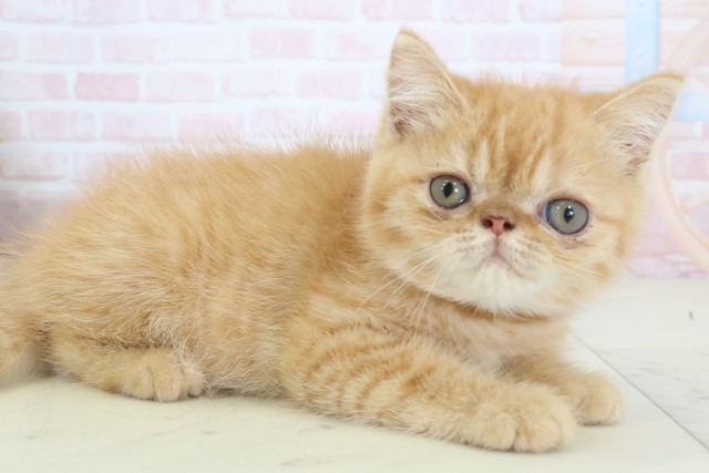 佐賀県のエキゾチック (Coo&RIKU佐賀神埼店/2026年3月13日生まれ/男の子/レッドタビー)の子猫の2枚目の画像