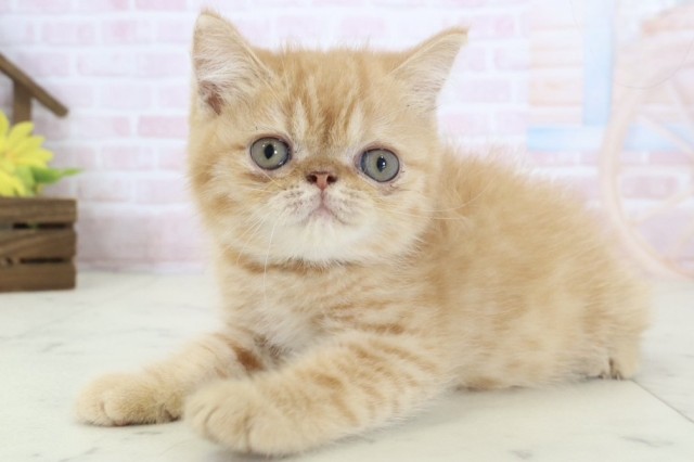 佐賀県のエキゾチック (Coo&RIKU佐賀神埼店/2026年3月13日生まれ/男の子/レッドタビー)の子猫の3枚目の画像