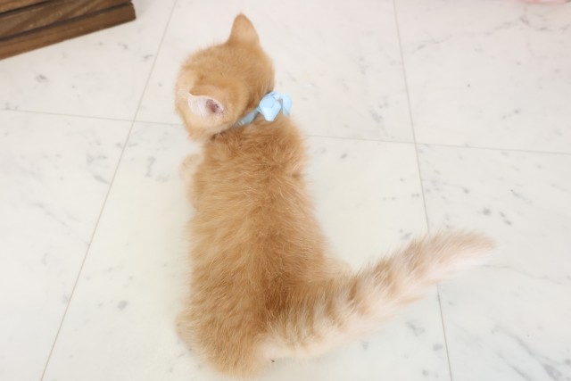 佐賀県のエキゾチック (Coo&RIKU佐賀神埼店/2026年3月13日生まれ/男の子/レッドタビー)の子猫の4枚目の画像