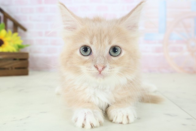 鹿児島県のサイベリアン (Coo&RIKU鹿屋店/2026年3月18日生まれ/男の子/クリームタビーホワイト)の子猫の1枚目の画像