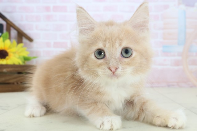 鹿児島県のサイベリアン (Coo&RIKU鹿屋店/2026年3月18日生まれ/男の子/クリームタビーホワイト)の子猫の2枚目の画像