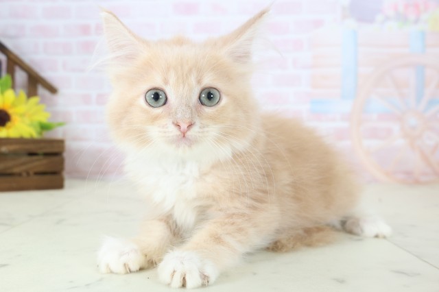 鹿児島県のサイベリアン (Coo&RIKU鹿屋店/2026年3月18日生まれ/男の子/クリームタビーホワイト)の子猫の3枚目の画像