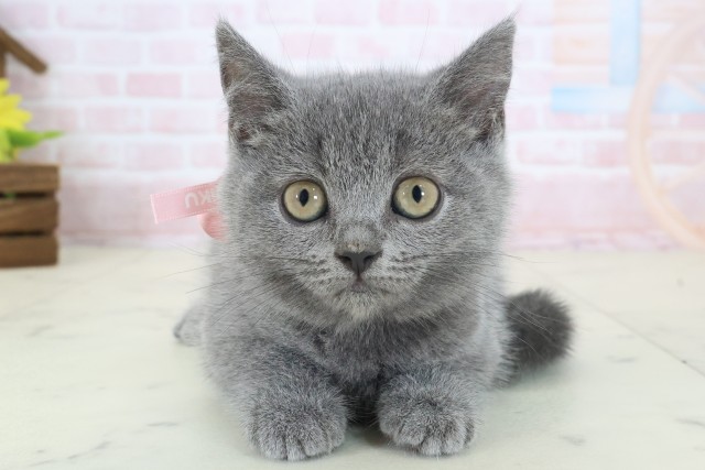 岡山県のブリティッシュショートヘアー (Coo&RIKU岡山店/2026年3月25日生まれ/女の子/ブルー)の子猫の1枚目の画像
