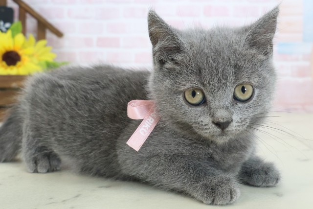 岡山県のブリティッシュショートヘアー (Coo&RIKU岡山店/2026年3月25日生まれ/女の子/ブルー)の子猫の2枚目の画像