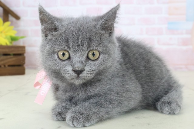 岡山県のブリティッシュショートヘアー (Coo&RIKU岡山店/2026年3月25日生まれ/女の子/ブルー)の子猫の3枚目の画像