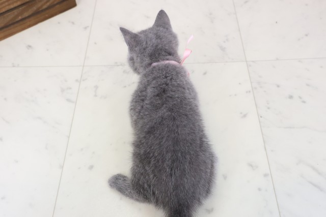 岡山県のブリティッシュショートヘアー (Coo&RIKU岡山店/2026年3月25日生まれ/女の子/ブルー)の子猫の4枚目の画像