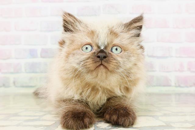 神奈川県のヒマラヤン (Coo&RIKUパウ川崎店/2026年4月11日生まれ/男の子/シールポイント)の子猫の1枚目の画像