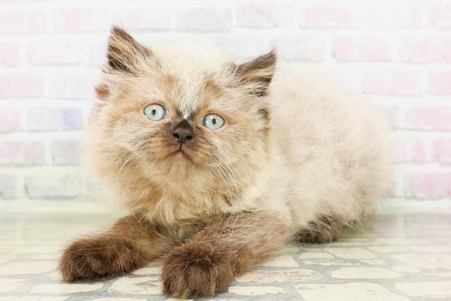 神奈川県のヒマラヤン (Coo&RIKUパウ川崎店/2026年4月11日生まれ/男の子/シールポイント)の子猫の2枚目の画像