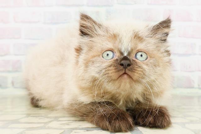 神奈川県のヒマラヤン (Coo&RIKUパウ川崎店/2026年4月11日生まれ/男の子/シールポイント)の子猫の3枚目の画像