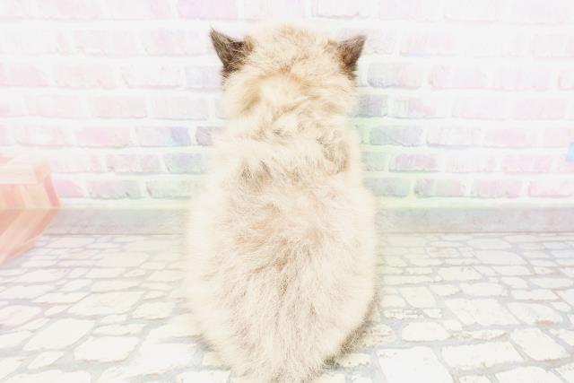 神奈川県のヒマラヤン (Coo&RIKUパウ川崎店/2026年4月11日生まれ/男の子/シールポイント)の子猫の4枚目の画像
