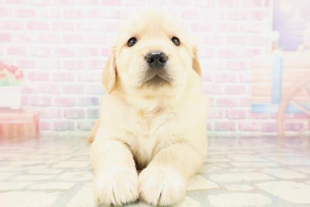 北海道のゴールデンレトリバー (Coo&RIKU北見店/2026年4月10日生まれ/女の子/ゴールデン)の子犬