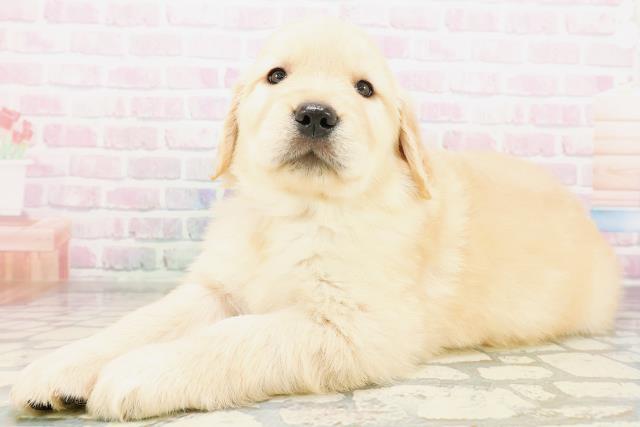 北海道のゴールデンレトリバー (Coo&RIKU北見店/2026年4月10日生まれ/女の子/ゴールデン)の子犬の2枚目の画像