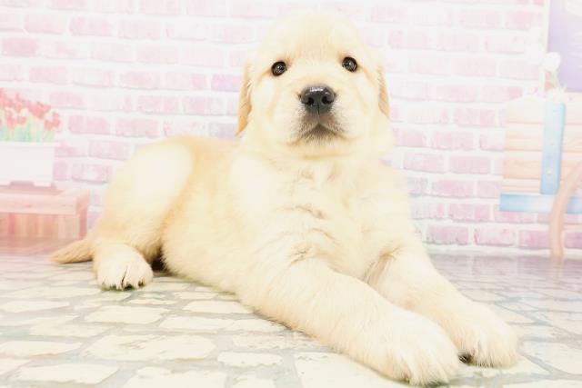北海道のゴールデンレトリバー (Coo&RIKU北見店/2026年4月10日生まれ/女の子/ゴールデン)の子犬の3枚目の画像