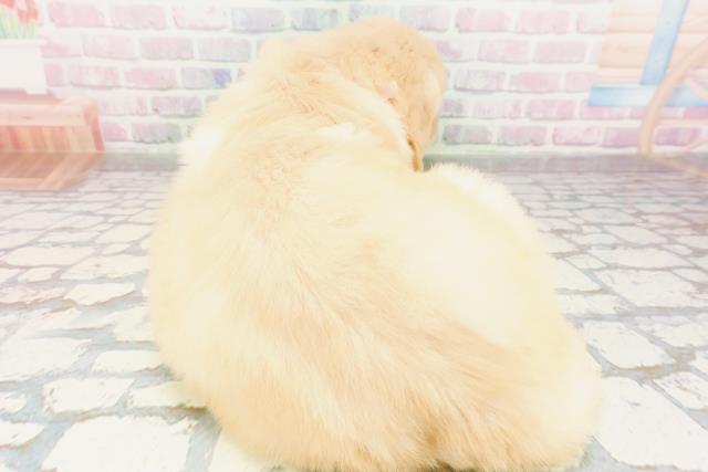 北海道のゴールデンレトリバー (Coo&RIKU北見店/2026年4月10日生まれ/女の子/ゴールデン)の子犬の4枚目の画像