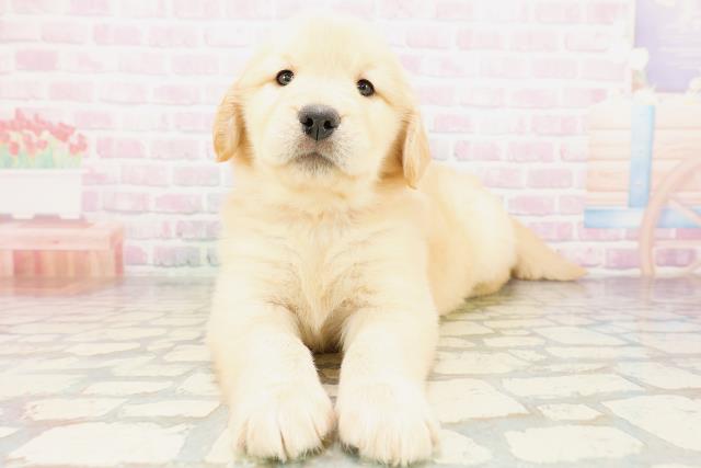 長野県のゴールデンレトリバー (Coo&RIKU松本店/2026年4月10日生まれ/女の子/ゴールデン)の子犬