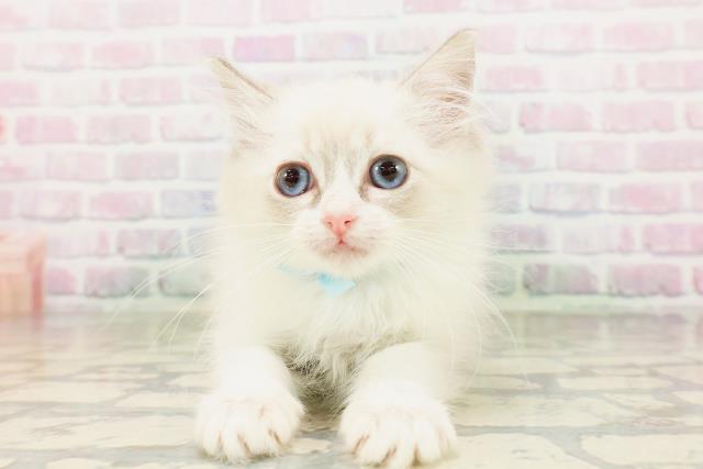 東京都のラグドール (Coo&RIKU自由が丘店/2026年4月12日生まれ/男の子/ブルーポイントバイカラー)の子猫の1枚目の画像