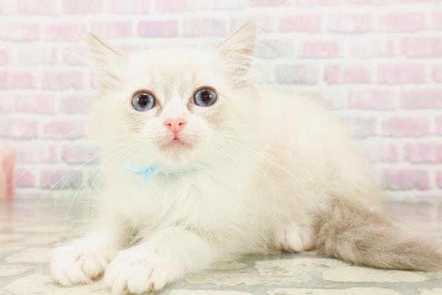 東京都のラグドール (Coo&RIKU自由が丘店/2026年4月12日生まれ/男の子/ブルーポイントバイカラー)の子猫の2枚目の画像