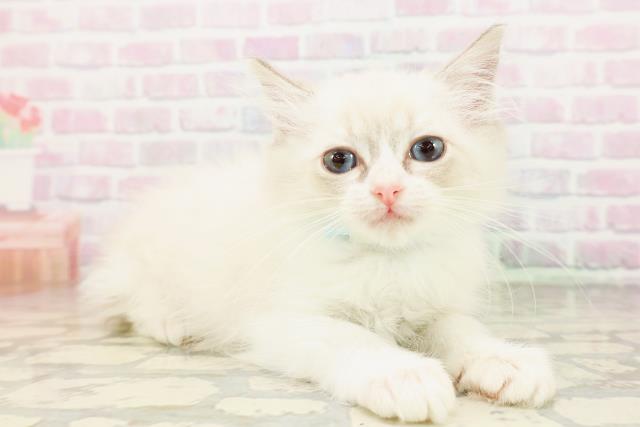 東京都のラグドール (Coo&RIKU自由が丘店/2026年4月12日生まれ/男の子/ブルーポイントバイカラー)の子猫の3枚目の画像