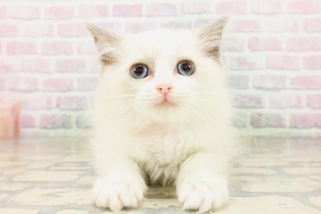 東京都のラグドール (Coo&RIKU大久保店/2026年4月12日生まれ/女の子/ブルーポイントバイカラー)の子猫の1枚目の画像