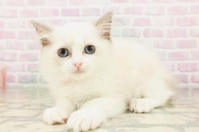 東京都のラグドール (Coo&RIKU大久保店/2026年4月12日生まれ/女の子/ブルーポイントバイカラー)の子猫の2枚目の画像