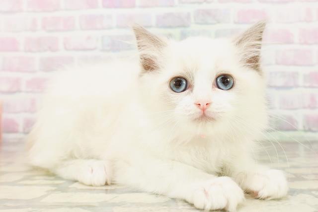 東京都のラグドール (Coo&RIKU大久保店/2026年4月12日生まれ/女の子/ブルーポイントバイカラー)の子猫の3枚目の画像