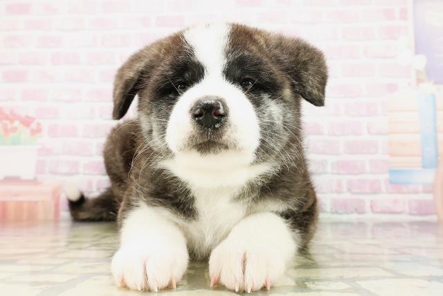 秋田犬
