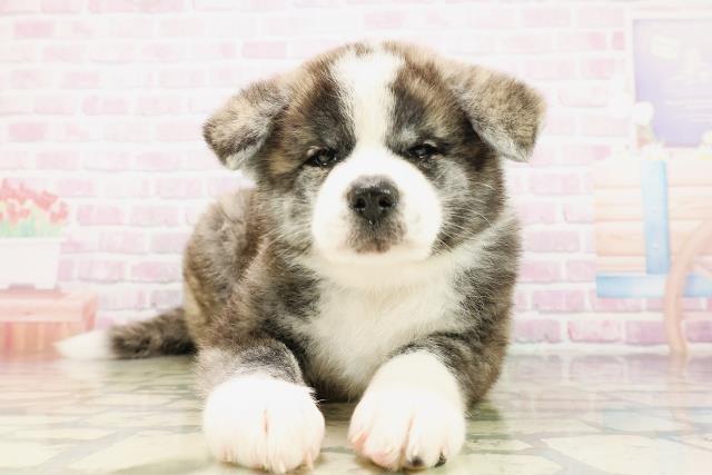 新潟県の秋田犬 (Coo&RIKU新潟西店/2026年4月12日生まれ/女の子/虎)の子犬