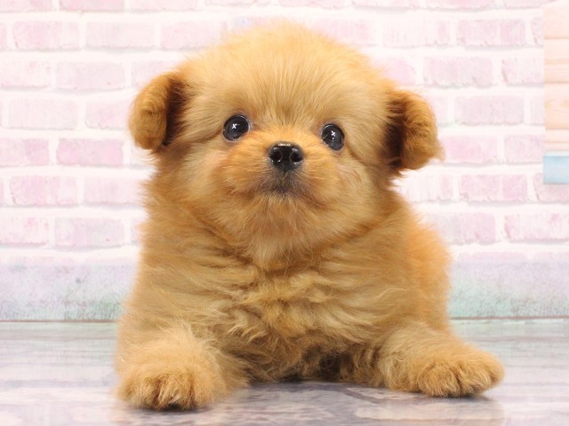 京都府のポメプー(ポメラニアン×プードル) (Coo&RIKU京都河原町店/2026年4月11日生まれ/男の子/オレンジ)の子犬