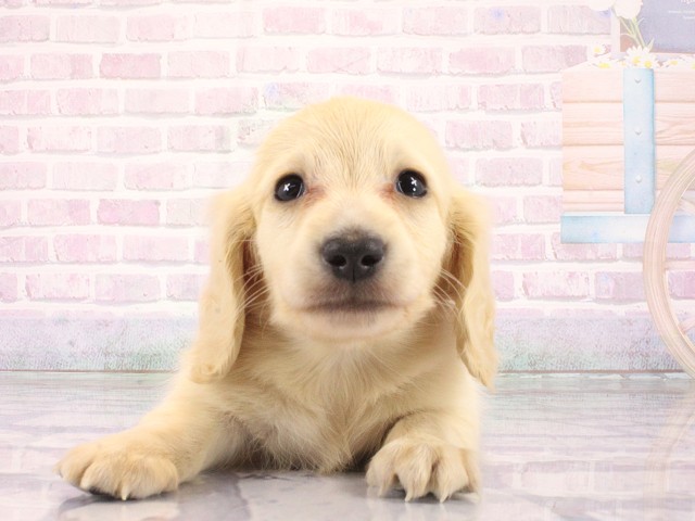 ミニチュア・ダックスフンド